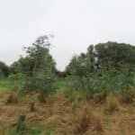 SRF Eucalyptus, Auchincruive, Aug 2025