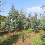 SRF Eucalyptus. Boghall, Aug 2025