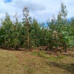 SRF Eucalyptus, Headley Hall, Aug 2025
