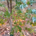 Eucalyptus Leaves, Headley Hall, Aug 2025