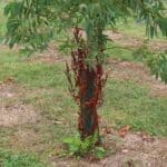 SRF Eucalyptus - Briwn Lower Branches, Aberysywyth, Aug 2025