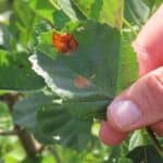 SRF Alder - Leaf Damage, Boghall. August 2025