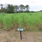 Miscanthus Athena, Aberystwyth, Aug 2025