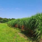 Miscanthus Athena, North Wyke, Aug 2025