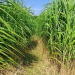 Miscanthus Athena, North Wyke, Aug 2025
