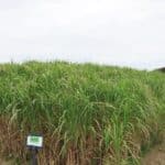 0.5ha Miscanthus giganteus, Aberystwyth, Aug 2025