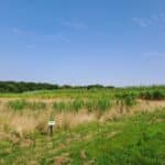 Miscanthus giganteus, North Wyke, Aug 2025