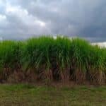 2023 Miscanthus Variety trial, Headley Hall, Aug 2025