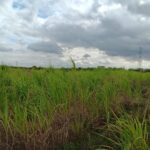 2024 Miscanthus Variety Trial, Headley Hall, Aug 2025