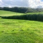 Miscanthus plot, Hillsbrough, Aug 2025
