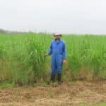 0.5ha Miscanthus Athena, Auchincruive, Aug 2025