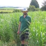 0.5ha Miscanthus Athena, Boghall, Aug 2025