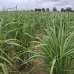 0.5ha Miscanthus Athena, Cockle Park Farm, Aug 2025