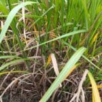 Miscanthus Athena senescence, Headley Hall, Aug 2025