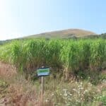 0.5ha Miscanthus giganteus, Boghall, Aug 2025