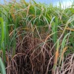 Miscanthus giganteus senescence, Headley Hall, Aug 2025