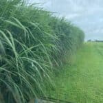 Miscanthus giganteus, Hillsborough, Aug 2025