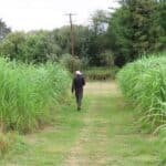 2023 Miscanthus Variety Trial, Aberystwyth, Aug 2025