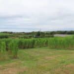 2023 Miscanthus Variety Trial, Aberystwyth, Aug 2025