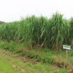 0.5ha Miscanthus giganteus, Auchincruive, Aug 2025