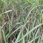 0.5ha Miscanthus giganteus, Cockle Park Farm, Aug 2025