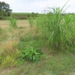 2024 Miscanthus Variety Trial, Aberystwyth, Aug 2025