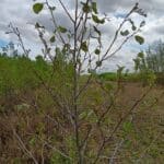 Pest Damage Alder - Headley Hall, Aug 2025