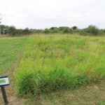 Reed Canary Grass, Aberystwyth, Aug 2025