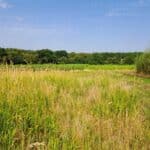 Reed Canary Grass, North Wyke, Aug 2025