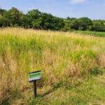 Reed Canary Grass, North Wyke, Aug 2025