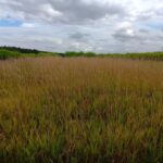 Reed Canary Grass, Headley Hall, Aug 2025