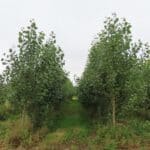 SRC Poplar, Auchincruive, Aug 2025