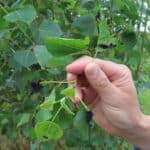 SRC Poplar, Auchincruive, Aug 2025