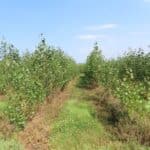 SRC Poplar, Boghall, Aug 2025