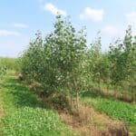 SRC Poplar, Boghall, Aug 2025