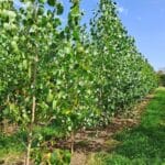 SRC Poplar, North Wyke, Aug 2025