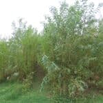 0.5 ha SRC Willow, Aberystwyth, Aug 2025