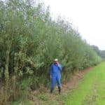 0.5ha SRC Willow, Auchincruive, Aug 2025