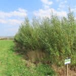 0.5ha SRC Willow, Boghall, Aug 2025