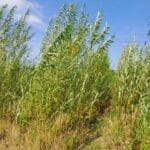 SRC Willow, North Wyke, Aug 2025