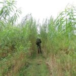 SRC Willow Variety Trial, Aberystwyth, Aug 2025
