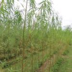 SRC Willow Variety Trial, Aberystwyth, Aug 2025