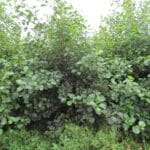 SRF Alder, Auchincruive, August 2025