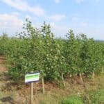SRF Alder - Boghall, August 2025