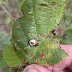 SRF Alder - Unknown insect, Cockle Park Farm, August 2025