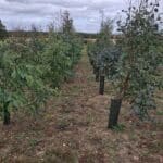 SRF Eucalyptus, Cockle Park Farm, Aug 2025