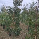 SRF Eucalyptus, Cockle Park Farm, Aug 2025