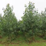 SRF Poplar, Auchincruive, Aug 2025