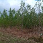 SRF Poplar, Headley Hall, Aug 2025