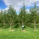 SRF Poplar, Hillsborough, Aug 2025